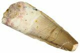 Fossil Spinosaurus Tooth - Real Dinosaur Tooth #268453-1